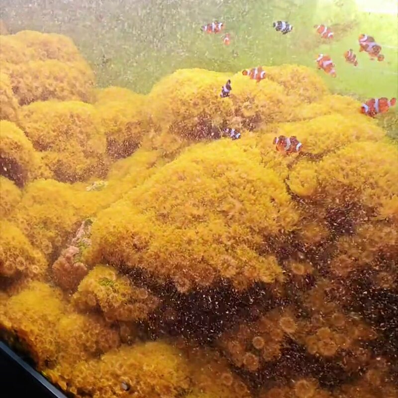 【50个】马伽侬海葵马家农荧光绿海葵纽扣海葵软体lps荧光绿 海葵