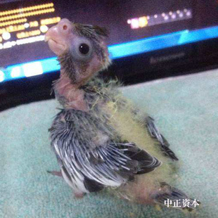人工放养手养黄化原始灰珍珠吹口哨唱歌玄凤鸡尾中型鹦鹉雏幼年鸟