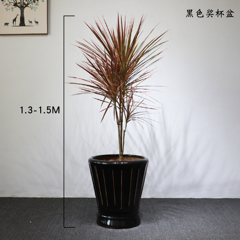 深圳七彩铁树盆栽五彩铁树千年木室内马尾铁植物绿植大盆栽净化空