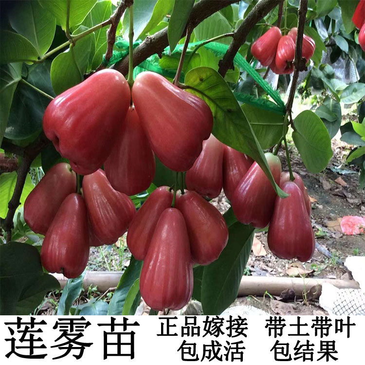 莲雾新品种四季盆栽地栽黑糖芭比