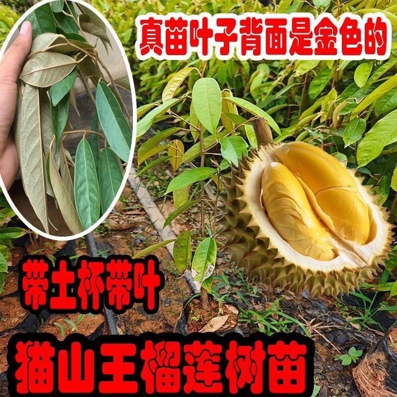 榴莲树苗正品带土带叶发货