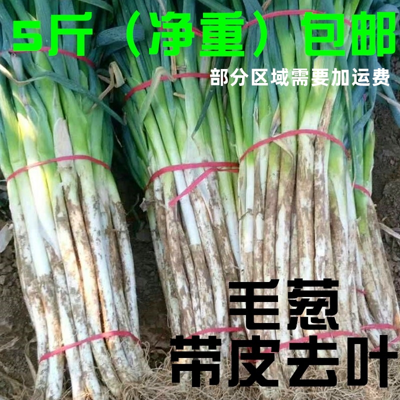 山东大葱新鲜蔬菜高白脆甜特好吃
