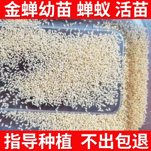 金蝉苗卵知了猴幼虫结了龟种子金蝉卵枝条爬叉养殖活体蝉蚁基地发