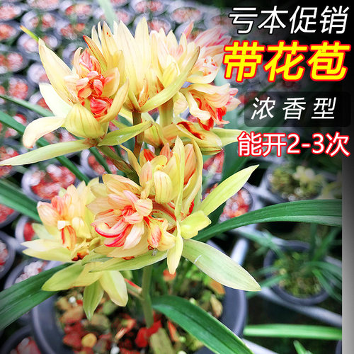绿植带土兰花浓香型好养富山奇蝶