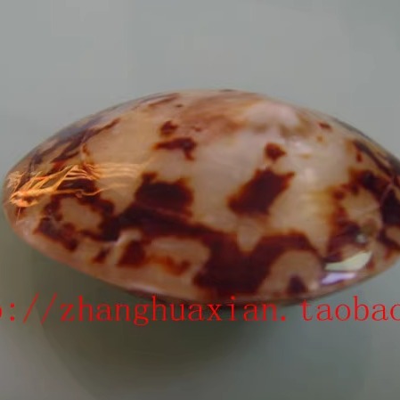 天然龟蛋贝 海螺 海螺花纹漂亮 鱼缸 地台 装饰 收藏 4-6CM
