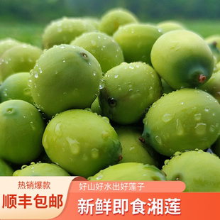 顺丰包邮新鲜莲子可生吃莲心苦莲米现摘现发莲蓬3斤即食孕妇水果
