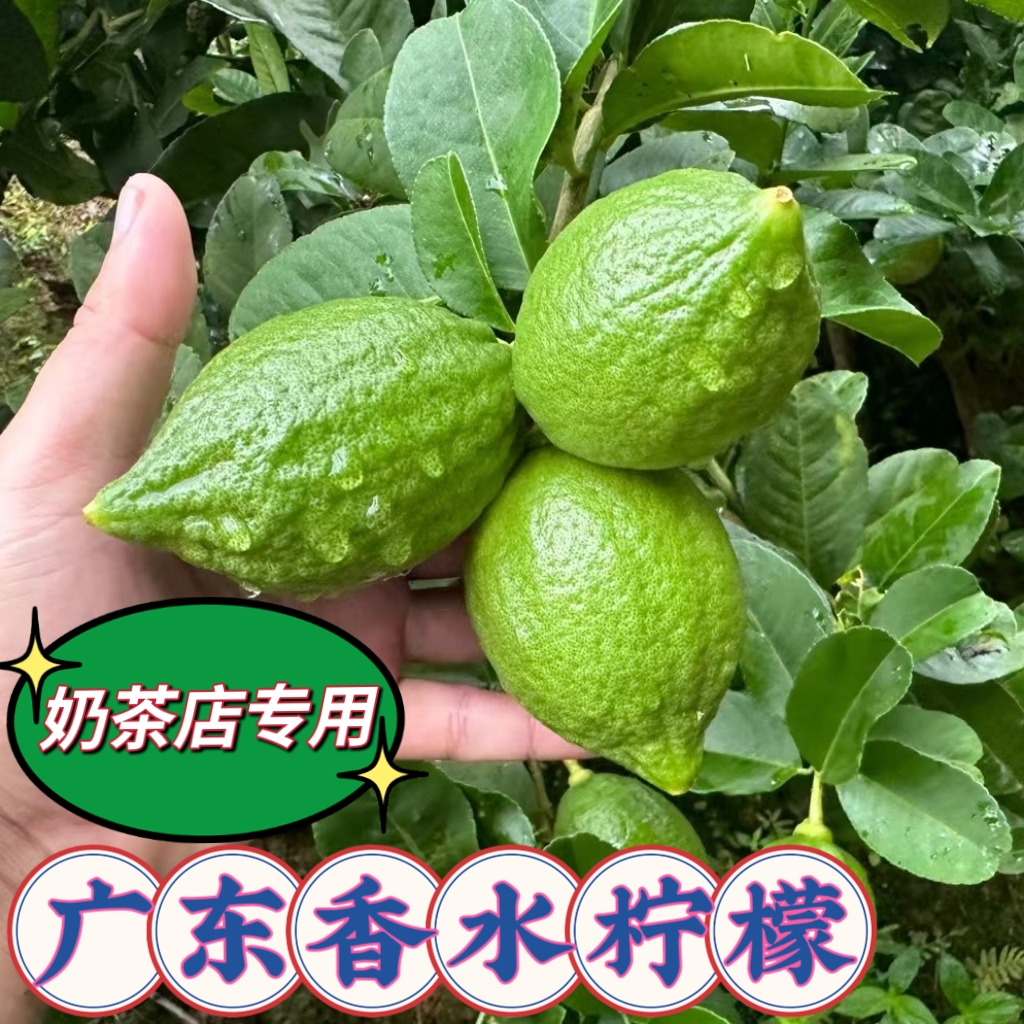 广东香水新鲜一级果奶茶店专用