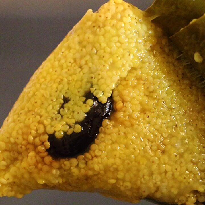 陕北黄米粽子传统手工粗粮粽黄黏米粽子糯小黄米粽端午特色礼品粽