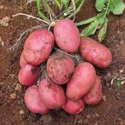 陕北红皮土豆新鲜马铃薯高山洋芋红皮黄心小土豆新鲜蔬菜当季土豆