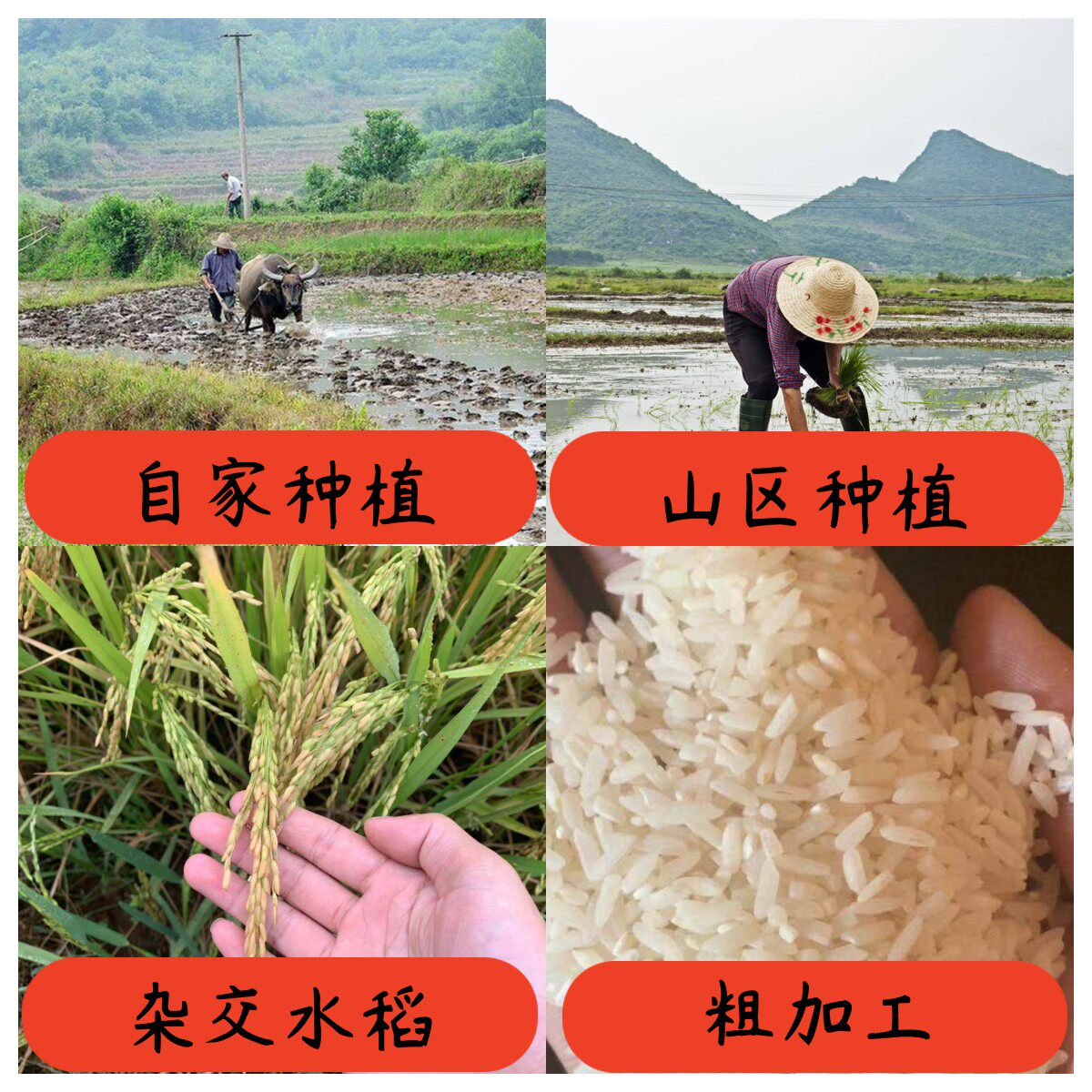 衢州农家自己种大米新米杂交水稻不抛光不打蜡原生态散装真空包装