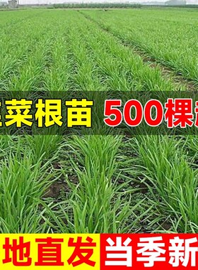 头茬现挖韭菜根苗红根宽叶四季盆栽小叶农家本土苗地栽阳台好成活
