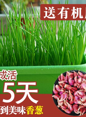 香葱种小葱火葱红葱头种盆栽阳台室内外种植四季食用蔬菜种籽种子