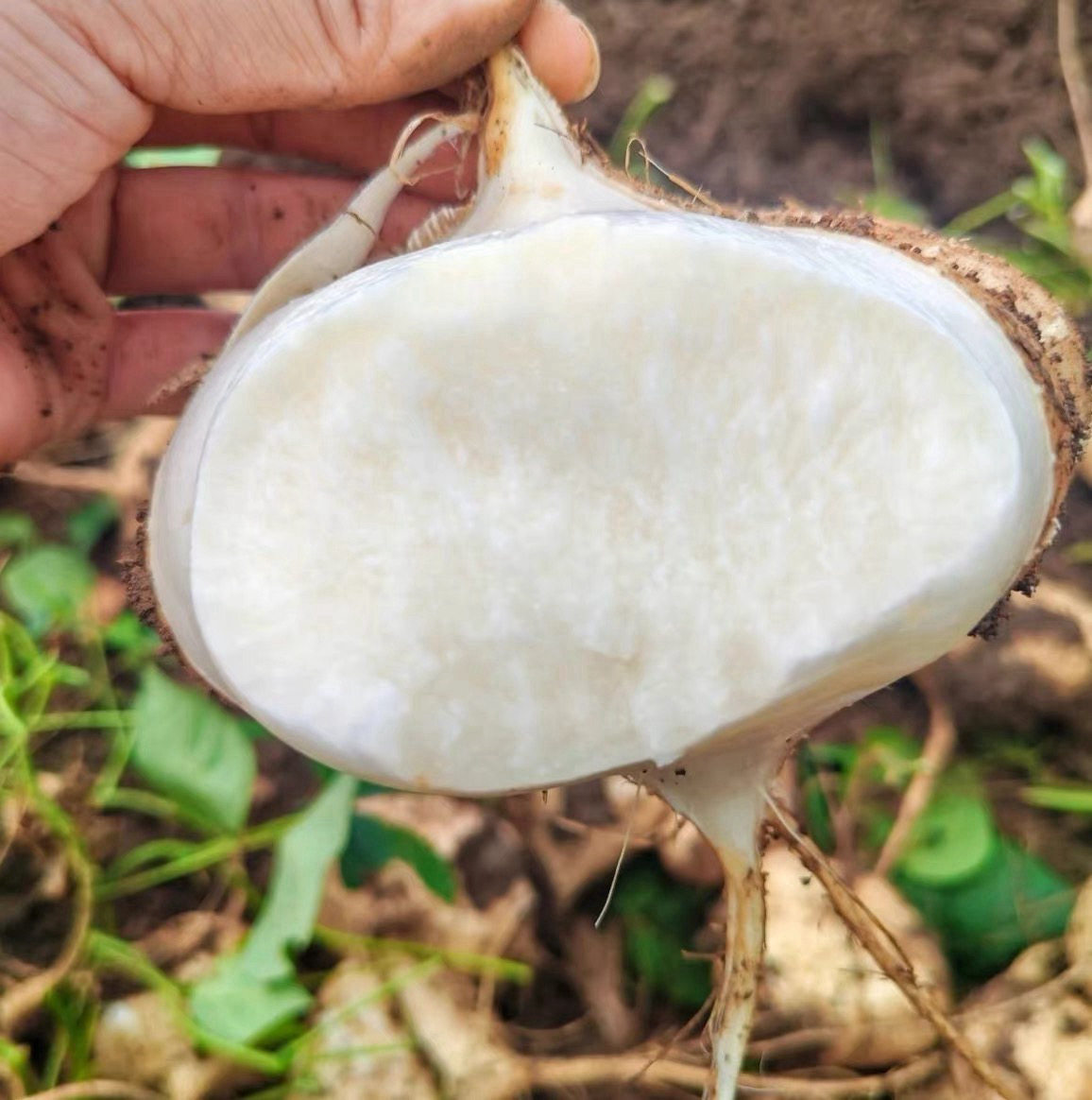贵州现挖新鲜沙地凉薯白地瓜孕妇水果脆甜多汁正宗沙葛地萝卜批发
