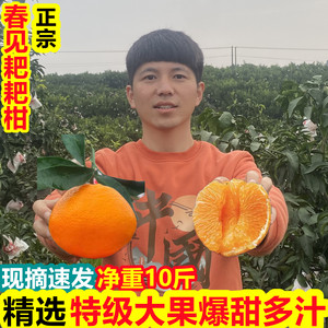 四川春见耙耙柑新鲜10斤橘子应季整箱特级粑粑干当季水果丑桔子