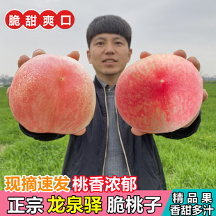脆桃 四川成都龙泉驿脆桃子蜜桃现摘新鲜水果硬桃子