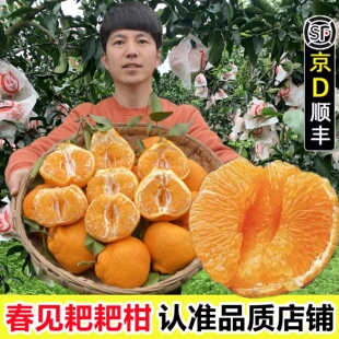 孕妇大果正宗桔子杷杷柑粑粑柑 四川正宗春见耙耙柑新鲜当季