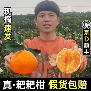 四川春见耙耙柑新鲜10斤橘子应季整箱粑粑干当季水果
