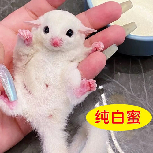 蜜袋鼯澳洲蜜袋鼬鼠活体幼崽纯白蜜袋白脸网红小宠物飞鼠