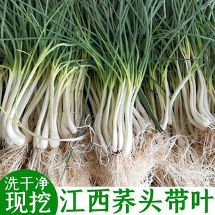 5斤荞头新鲜 余干农村自种藠头江西乔头时令蔬菜现摘现发1斤包邮