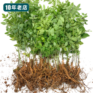 苦参苗新鲜苦参根茎精选山槐种子除菌去痒妇洗原料民间中草药材苗