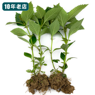 药材溪黄草苗 肝有益 溪黄草种子也有 熊胆草 王老吉广东凉茶配方