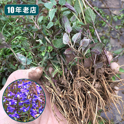 方茎半枝莲苗白花蛇舌草苗并头草牙刷草红叶韩信草中草药半支莲苗