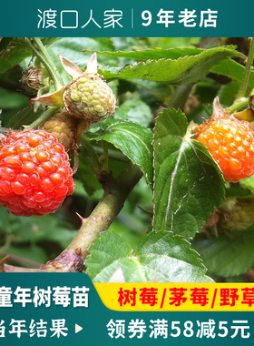 New红树莓苗特大双季树梅覆盆子茅莓树苗果树南北方盆栽地栽果苗