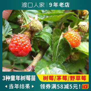 New红树莓苗特大双季树梅覆盆子茅莓树苗果树南北方盆栽地栽果苗