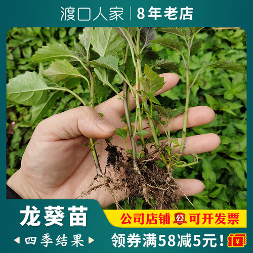现挖大苗，苗很好，易种活！