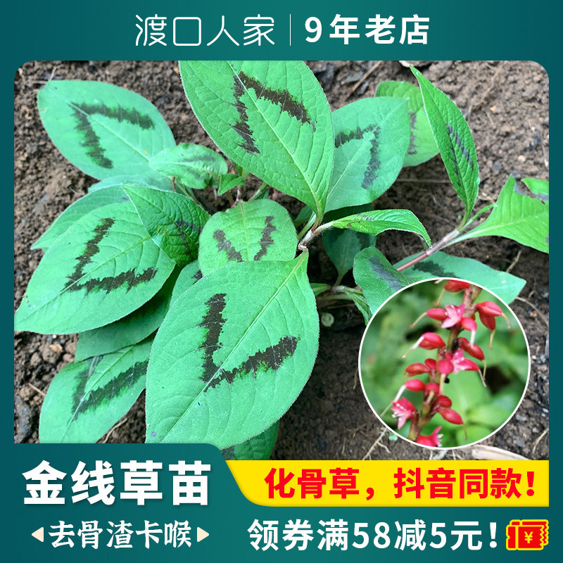 化骨草种苗v型大叶金线草苗去骨渣卡喉南方中草药材苗新鲜种子籽