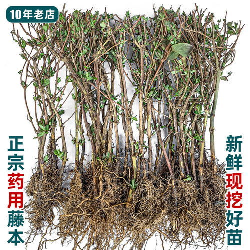 金银带花苞、连翘苗，连花清瘟！