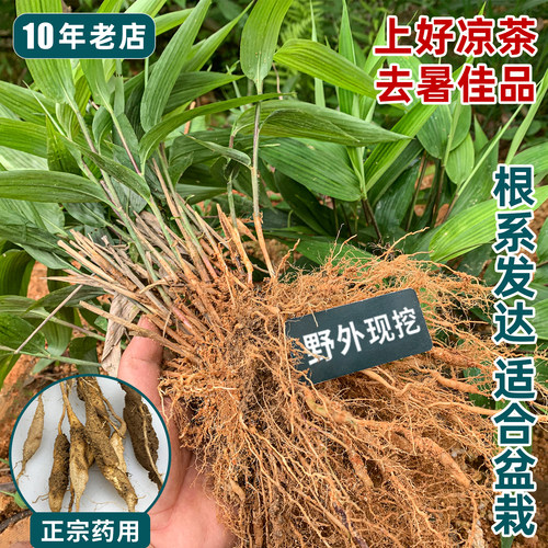 现挖淡竹叶苗，质量非常好！