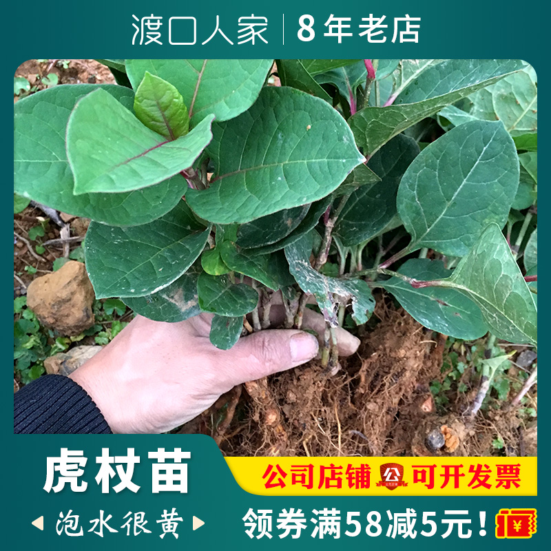 虎杖苗盆栽中药材花斑竹新鲜大根药材苗种植中药南方名贵虎丈种苗