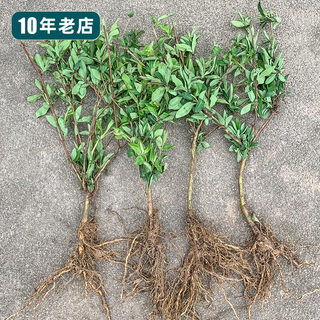 连翘苗金银花树苗包邮四季药用爬藤植物南方庭院地种栽大金银花苗