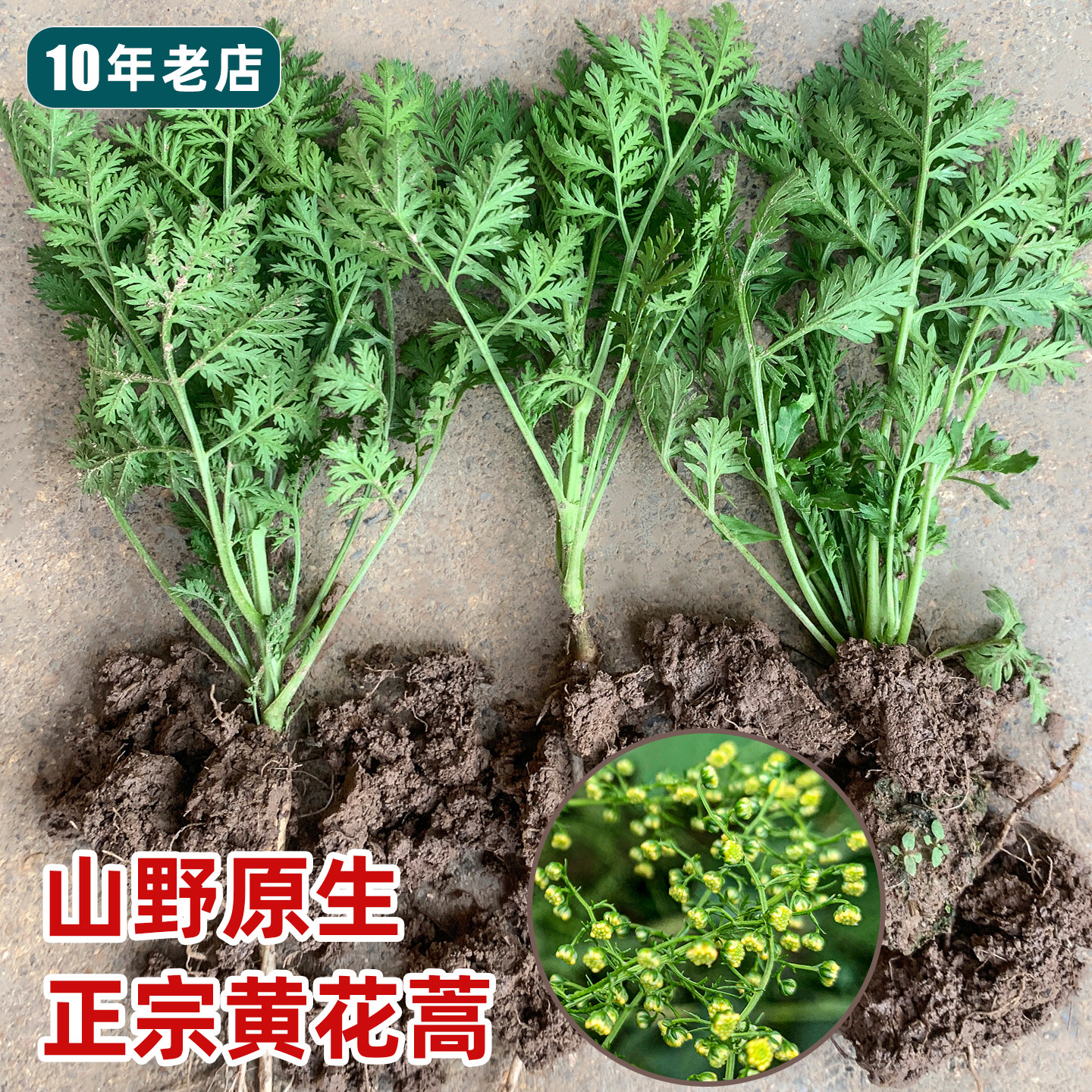 现挖黄花蒿苗新鲜青蒿苗臭蒿苗苦蒿艾蒿香蒿草蒿驱蚊盆栽中药材苗