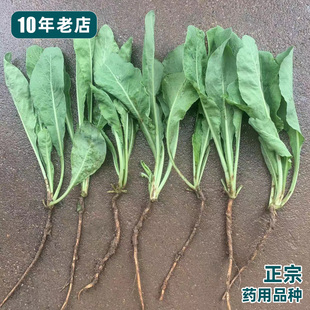 药用板蓝根苗复方大青叶菘蓝四季种植庭院阳台盆栽蔬菜苗中药材苗