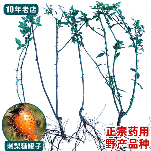 2年金樱子苗，根系发达易成活！