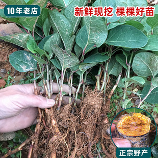 虎杖苗盆栽中药材花斑竹新鲜大根药材苗种植中药南方名贵虎丈种苗
