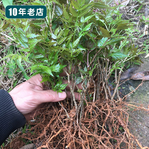农业大学教授认准的正宗藤茶苗！