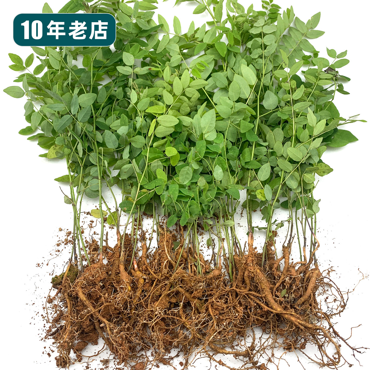 苦参苗新鲜苦参根茎精选山槐种子除菌去痒妇洗原料民间中草药材苗
