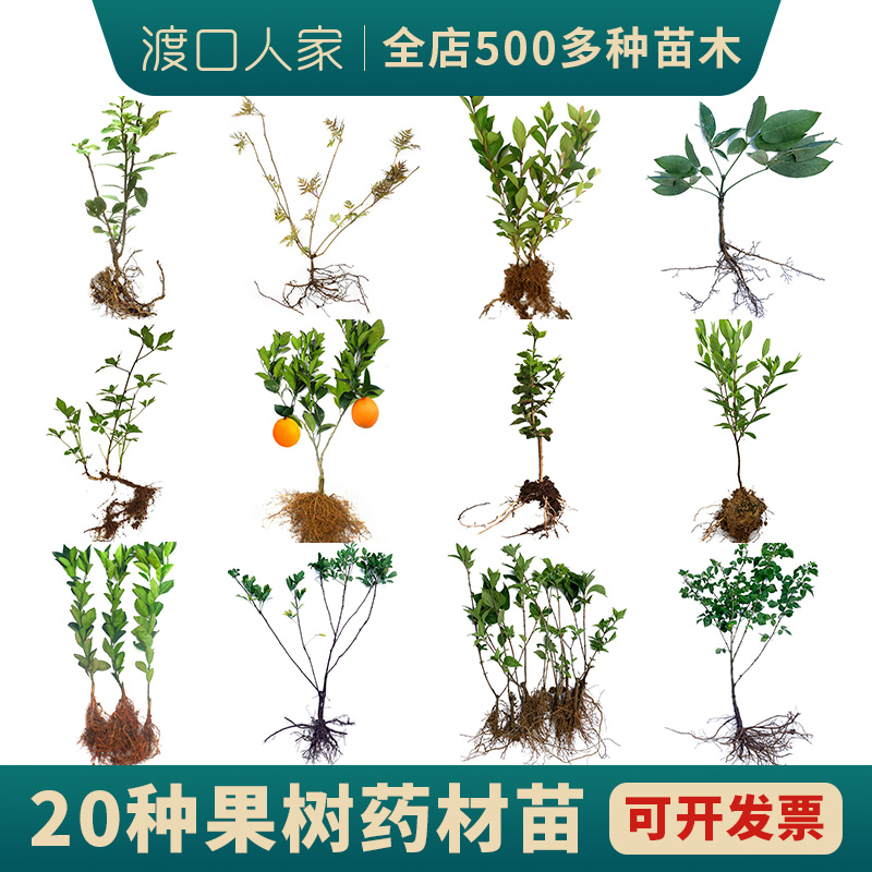 夏天校园种植教学树苗黄栀子金银花枸杞小树苗侧柏连翘树莓果苗