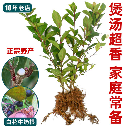 白花牛奶树苗煲汤猪脚香料非常香