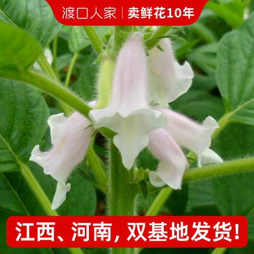 现摘新鲜芝麻花手上脚上除肉刺皮赘立净鲜麻子花治冻仓芝麻花花朵