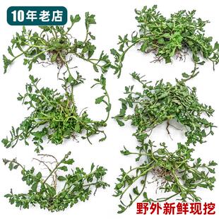 鹅不食草苗可种活现挖石胡荽苗鼻子炎中草药材苗四季盆栽整株全草
