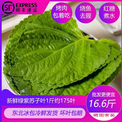 新鲜苏子叶东北紫苏叶韩国烤肉用