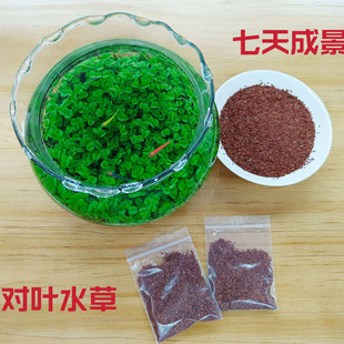 大对叶水草迷你对叶水草水族箱造景水草种子前景草速成种子草坪