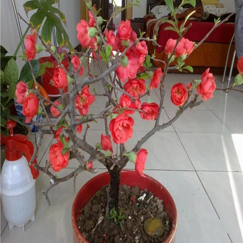 海棠花盆栽长寿冠海棠四季开花日本海棠室内树桩盆景实物