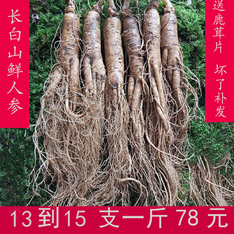 长白山鲜人参15支左右500g1斤 新鲜野山参泡酒特大个正宗东北园参