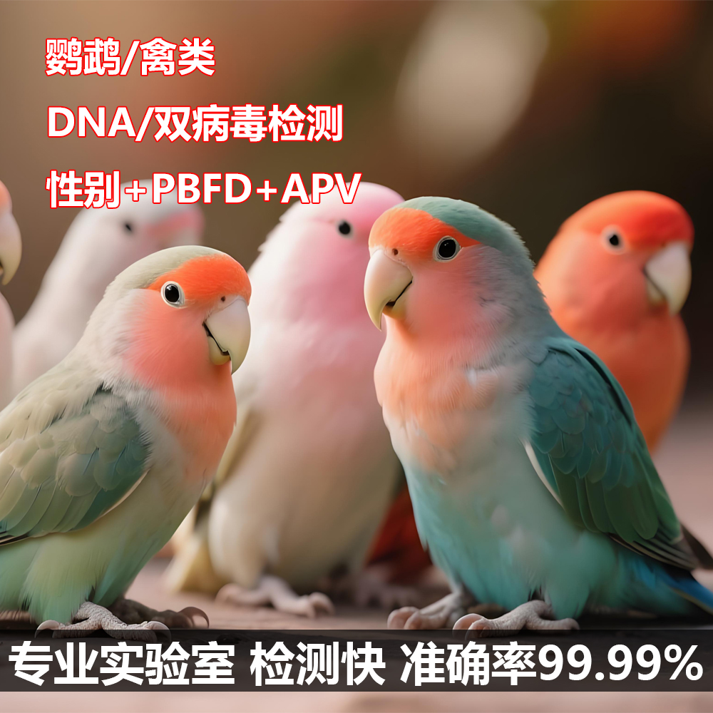 双病毒DNA鹦鹉PBFD病毒APV验卡性别鉴定鸟类鸽子牡丹和尚小太阳