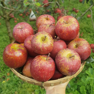 粉面沙甜苹果四川大凉山新鲜水果婴儿宝宝老人孕妇刮果泥吃整箱